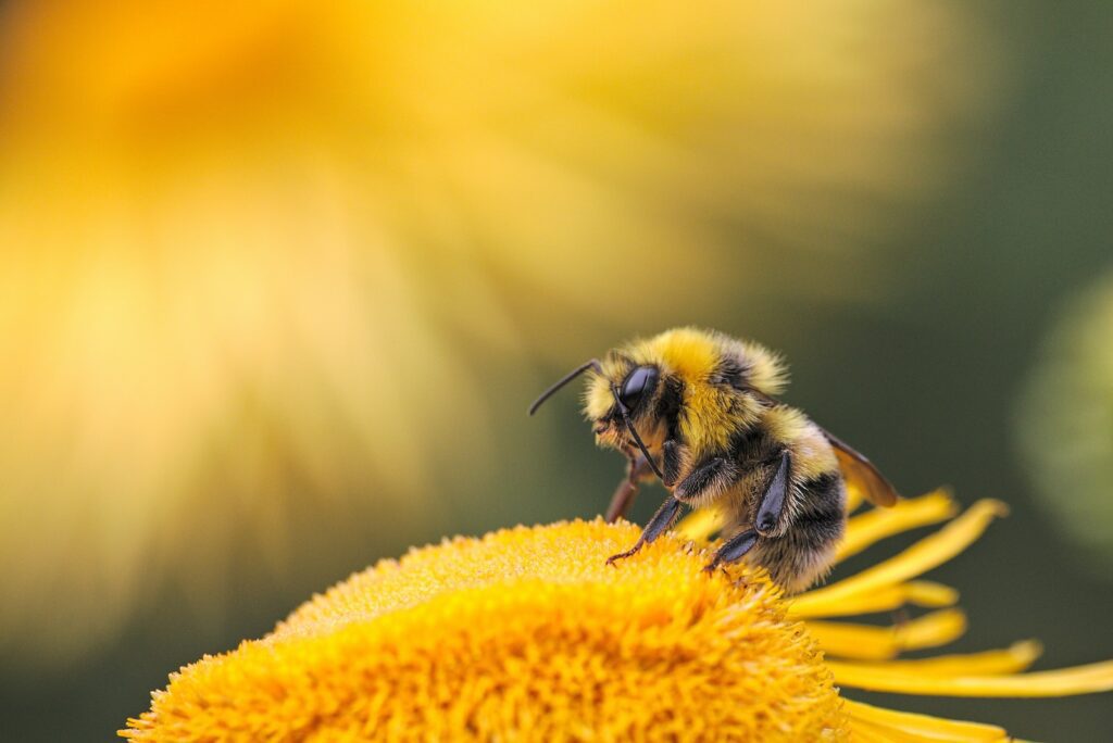 FUN FACTS ABOUT HONEYBEES