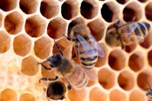 Read more about the article WHAT IS BEEKEEPING ?