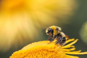 Read more about the article FUN FACTS ABOUT HONEYBEES