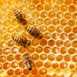 Major Benefits of Organic Honey You Should Know