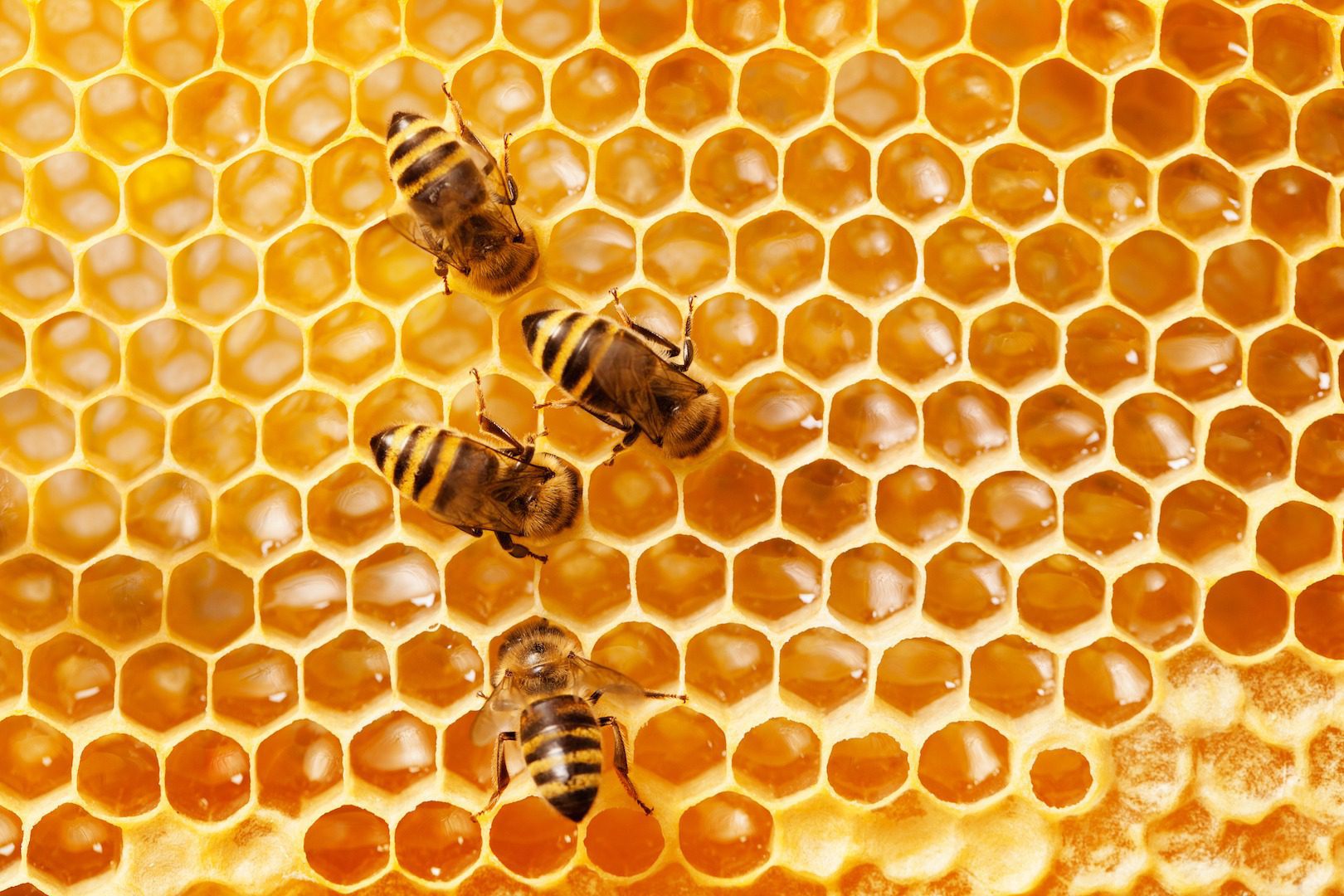 You are currently viewing Major Benefits of Organic Honey You Should Know