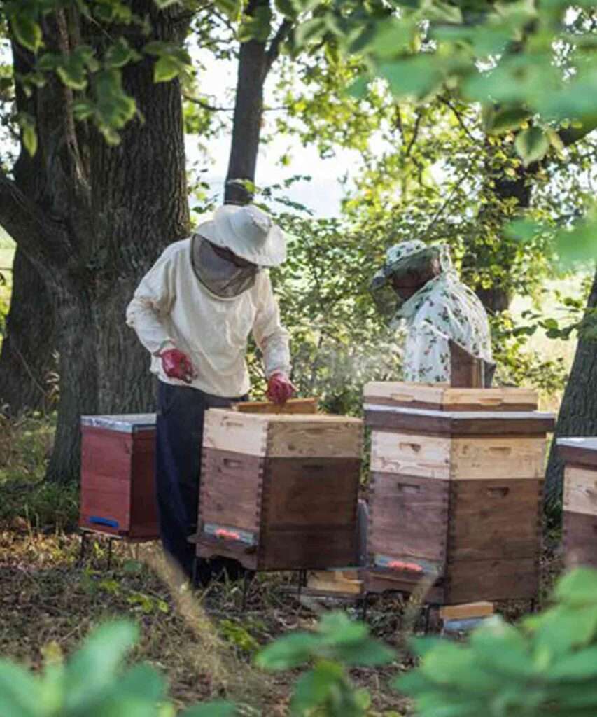 Honeyman Beekeeping About Us Causes 1