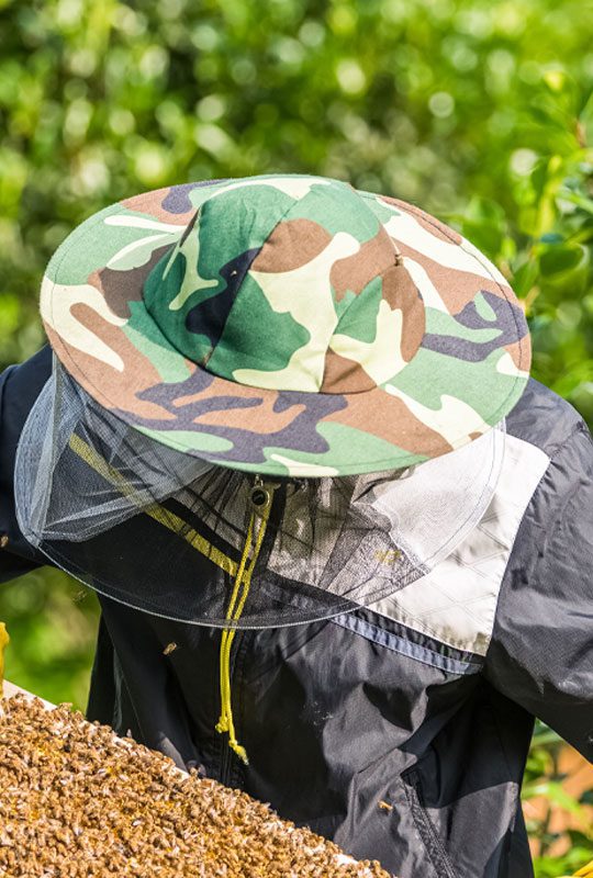 Beekeeper Working With Bees And Honeycomb Klljrzk